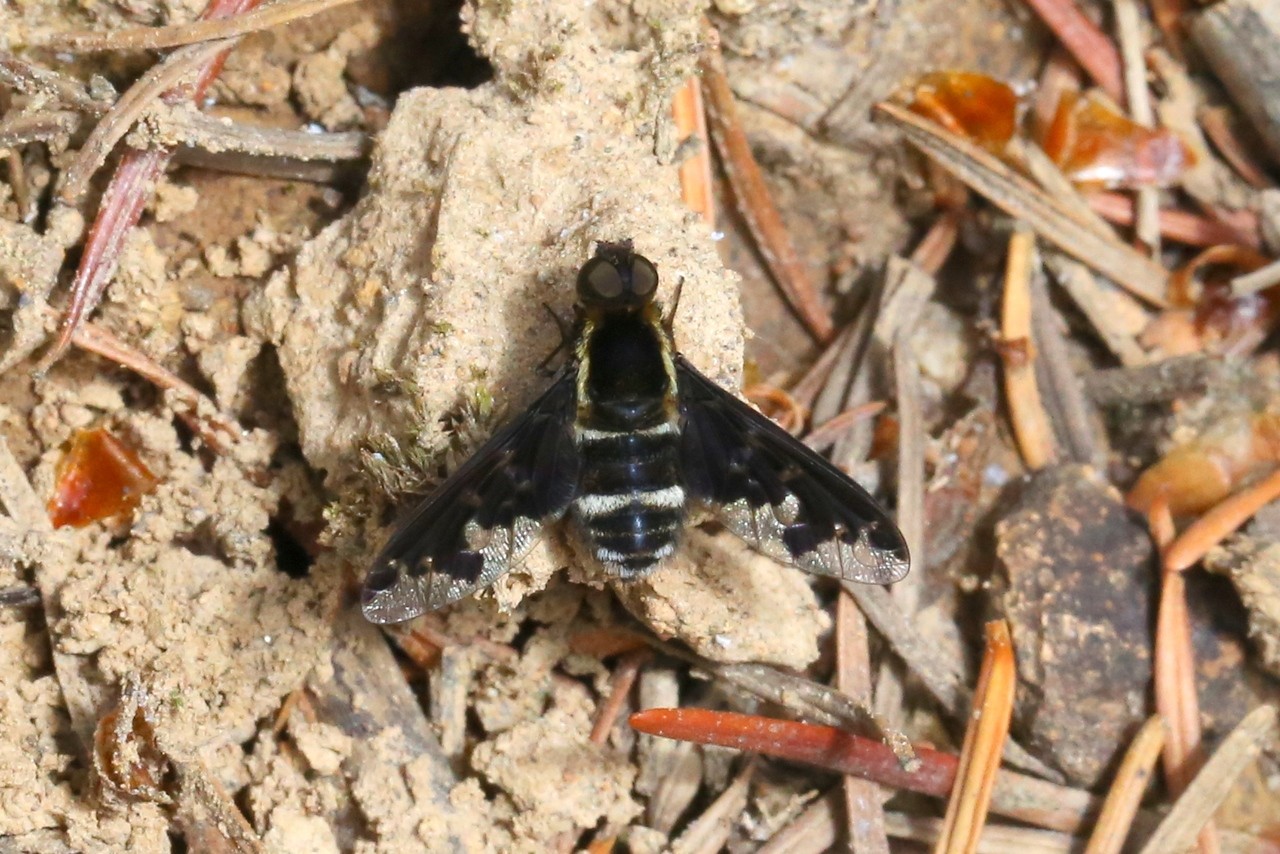 Hemipenthes maura (Linnaeus, 1758) - Anthrax africain