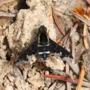 Hemipenthes maura (Linnaeus, 1758) - Anthrax africain