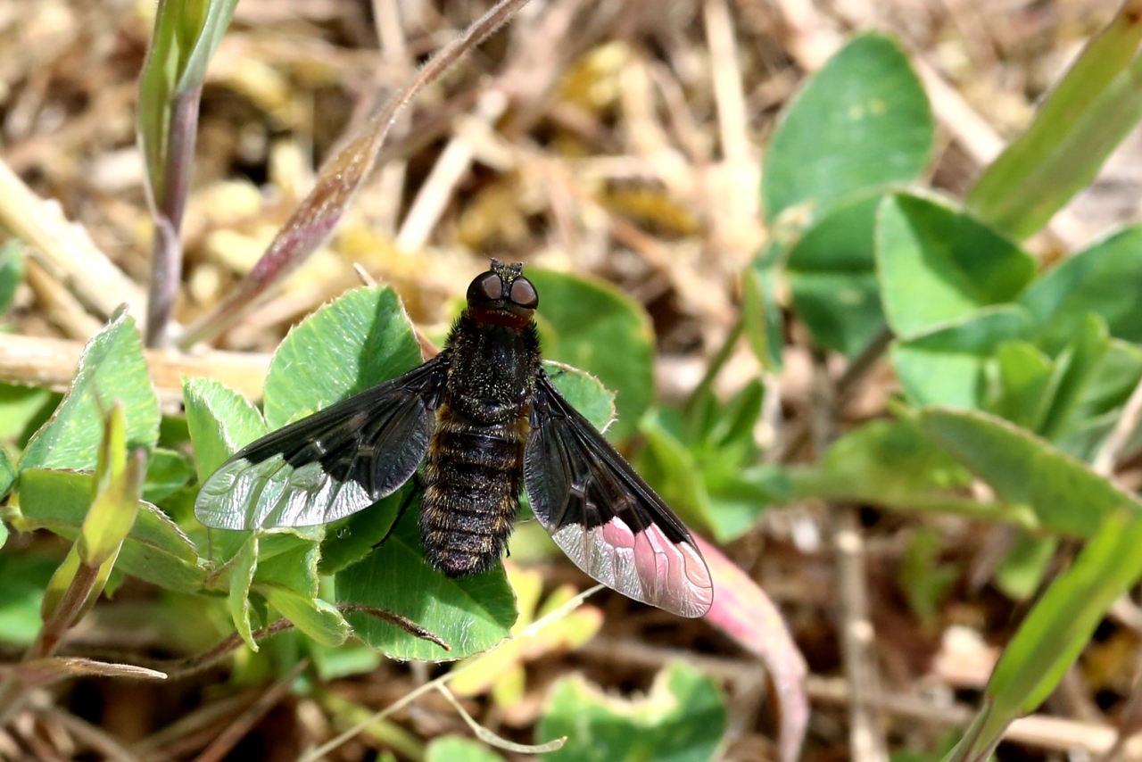 Hemipenthes morio (Linnaeus, 1758) - Anthrax noir