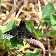 Hemipenthes morio (Linnaeus, 1758) - Anthrax noir