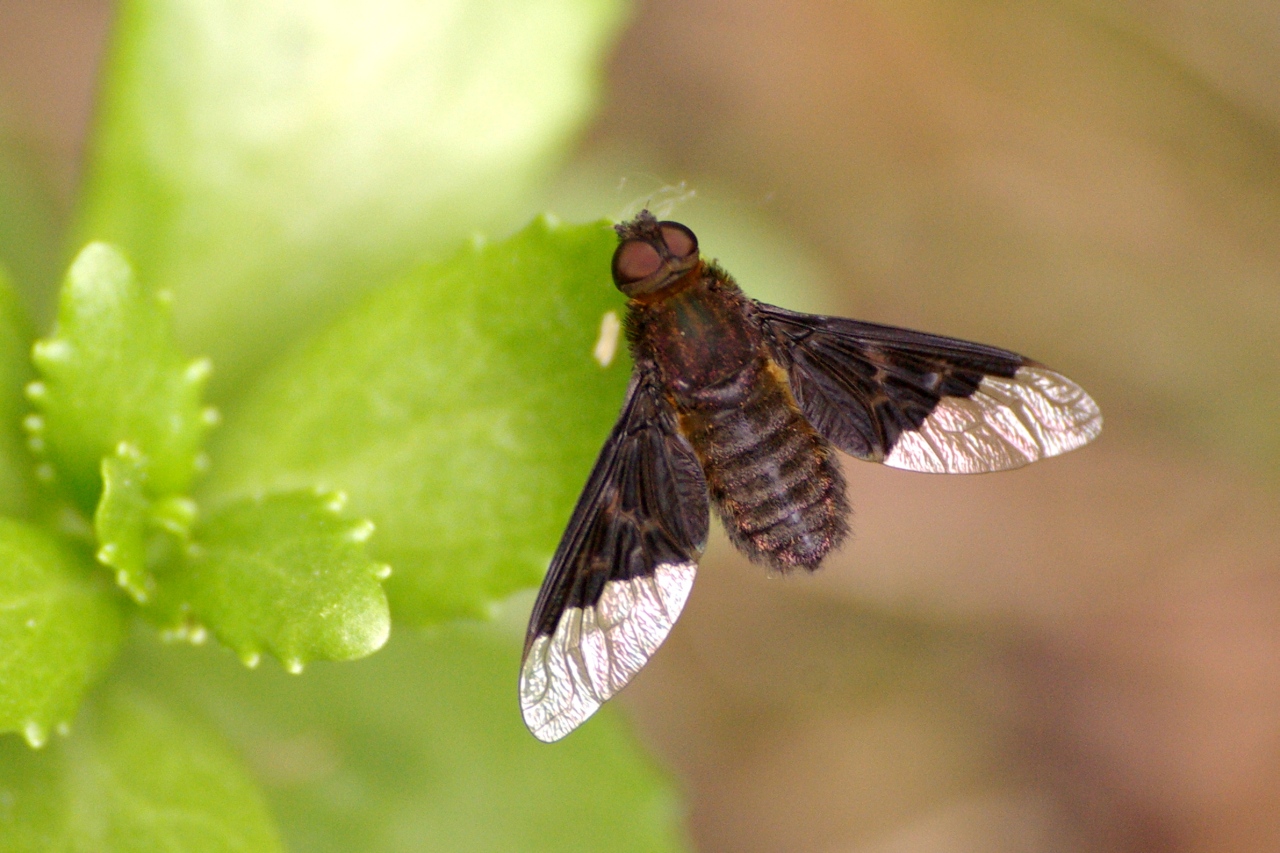 Hemipenthes morio (Linnaeus, 1758) - Anthrax noir