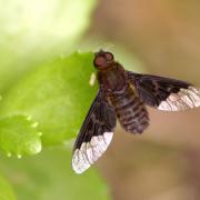 Hemipenthes morio (Linnaeus, 1758) - Anthrax noir