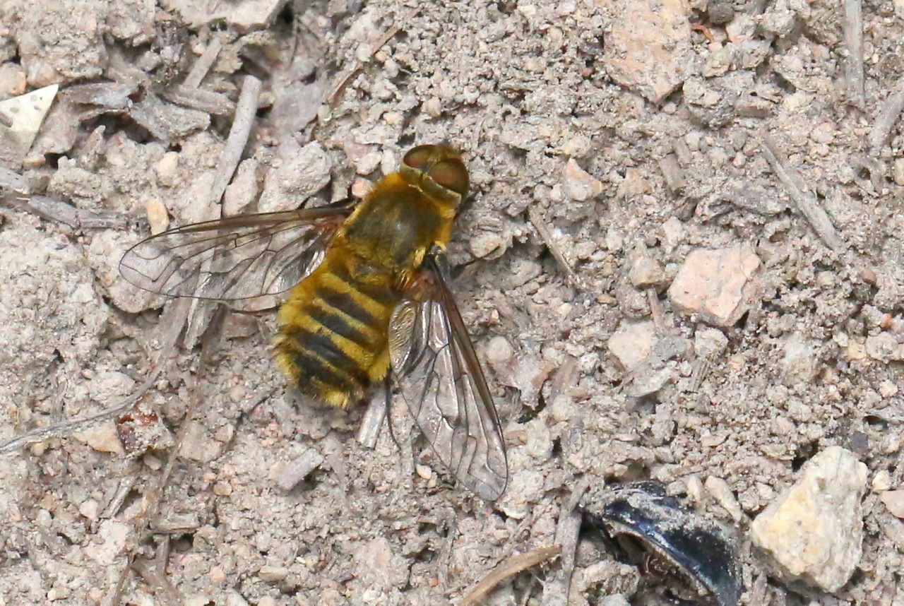 Villa hottentotta (Linnaeus, 1758) - Bombyle hottentot (femelle)