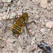 Villa hottentotta (Linnaeus, 1758) - Bombyle hottentot (femelle)