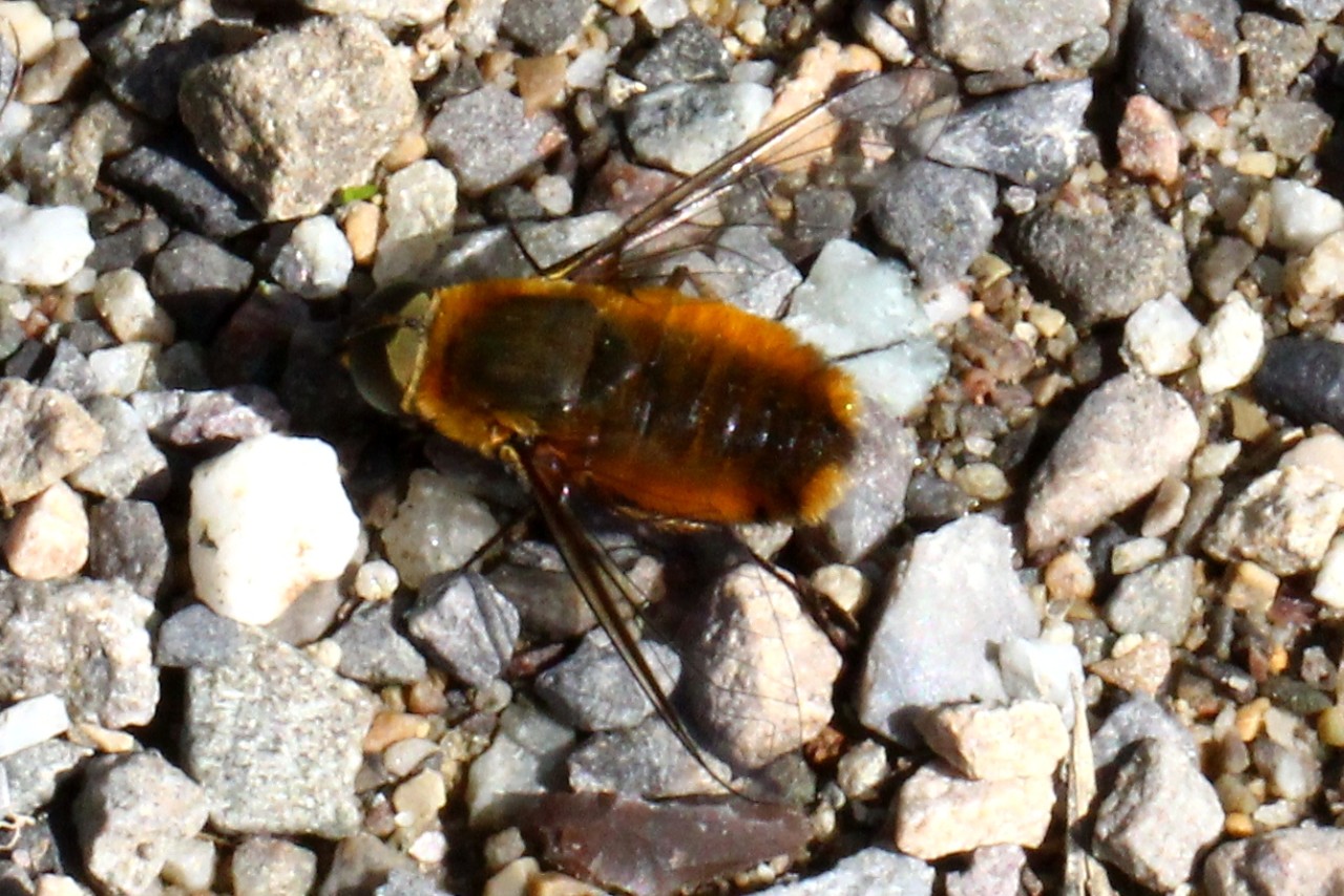 Villa hottentotta (Linnaeus, 1758) - Bombyle hottentot (mâle)