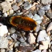 Villa hottentotta (Linnaeus, 1758) - Bombyle hottentot (mâle)