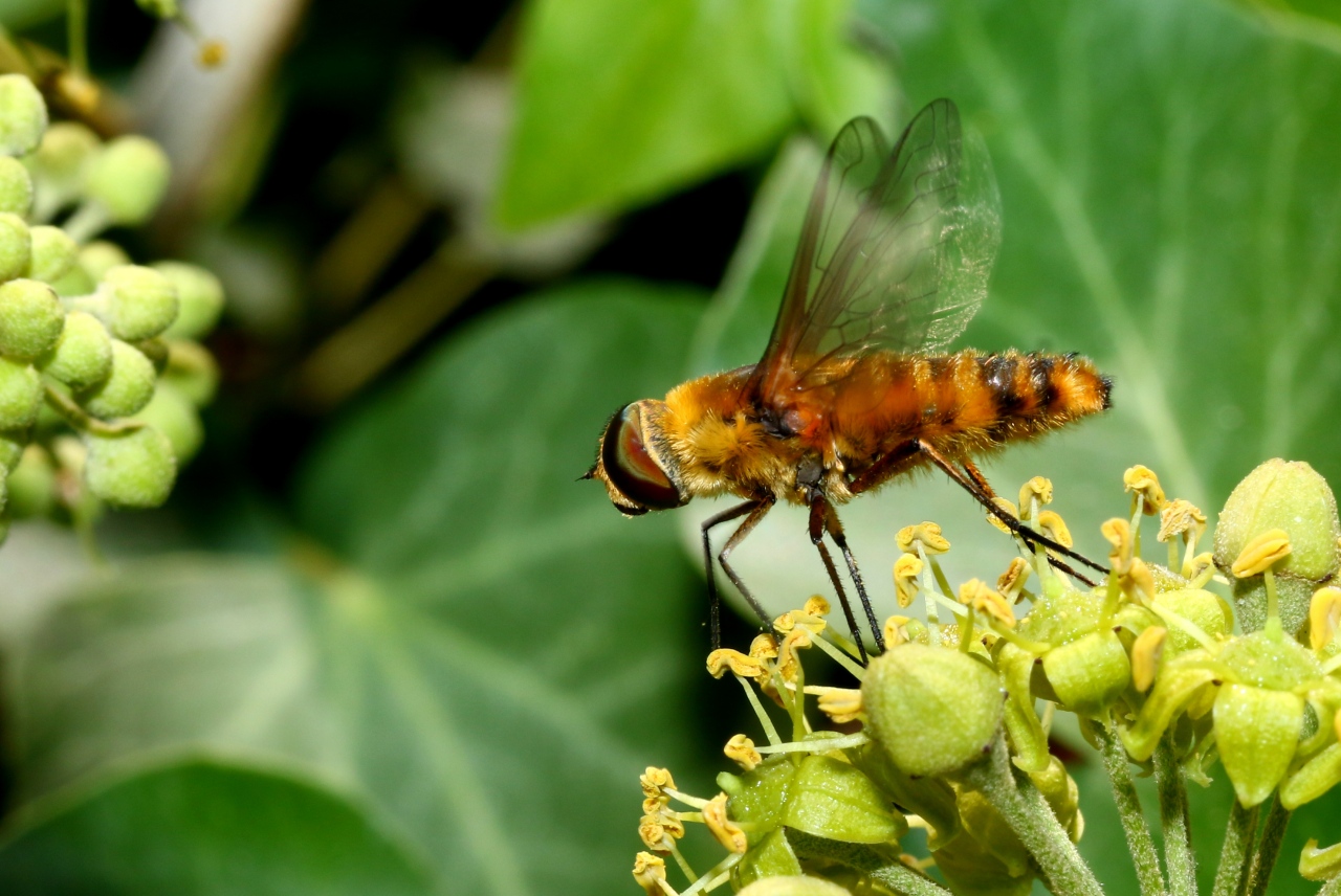 Villa hottentotta (Linnaeus, 1758) - Bombyle hottentot (femelle)