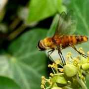 Villa hottentotta (Linnaeus, 1758) - Bombyle hottentot (femelle)