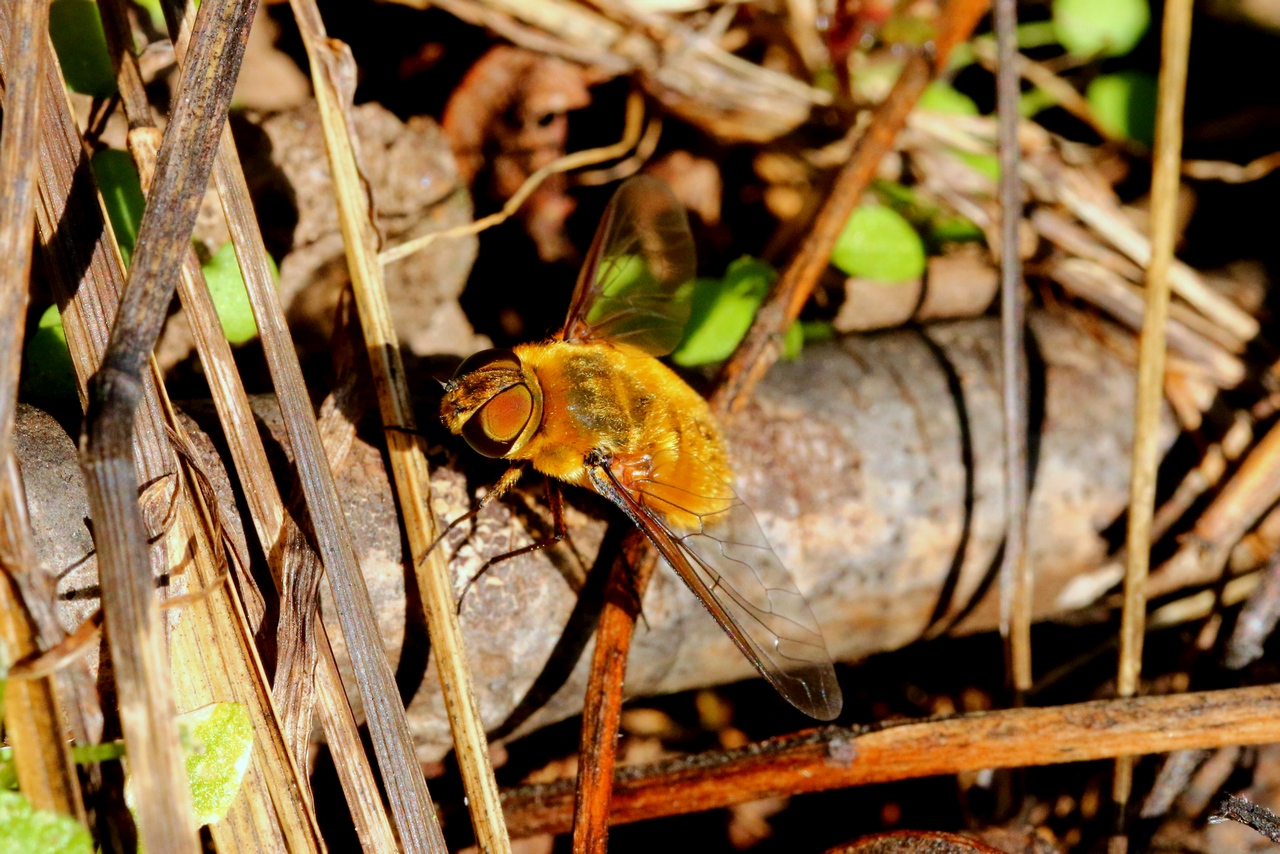 Villa hottentotta (Linnaeus, 1758) - Bombyle hottentot (femelle)