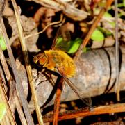 Villa hottentotta (Linnaeus, 1758) - Bombyle hottentot (femelle)