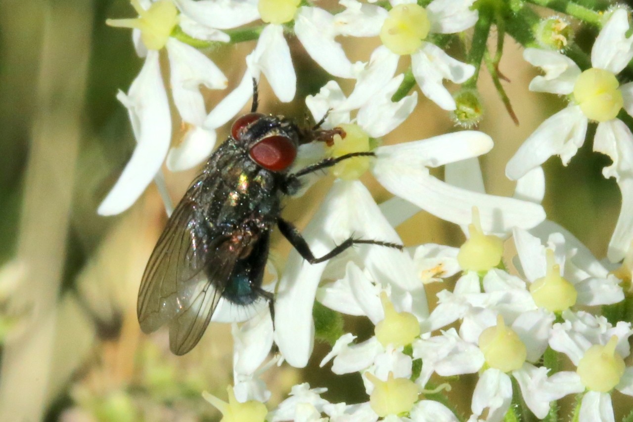 Bellardia sp 