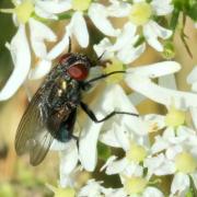 Bellardia sp 