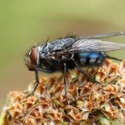 Calliphora vicina Robineau-Desvoidy, 1830