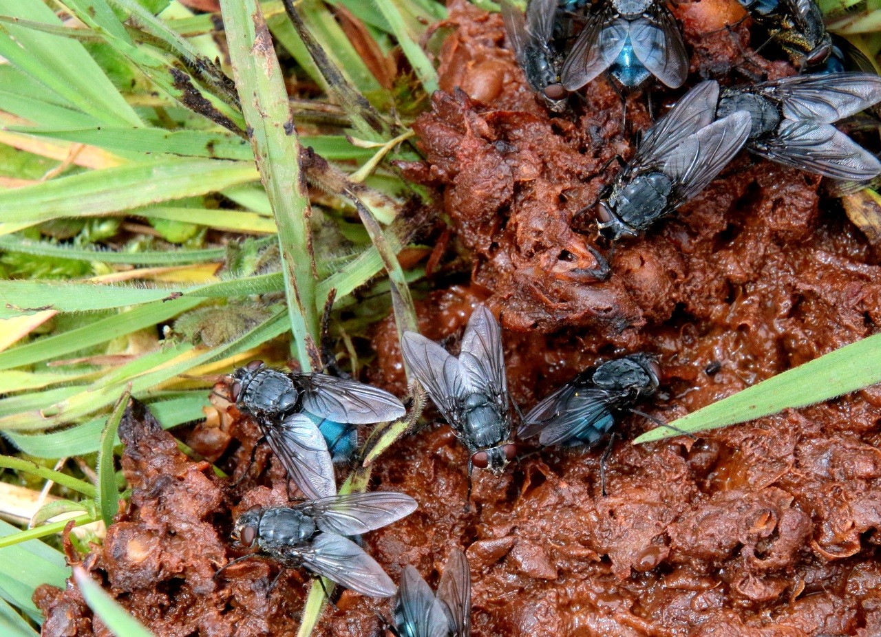 Calliphora vomitoria (Linnaeus, 1758) - Mouche bleue