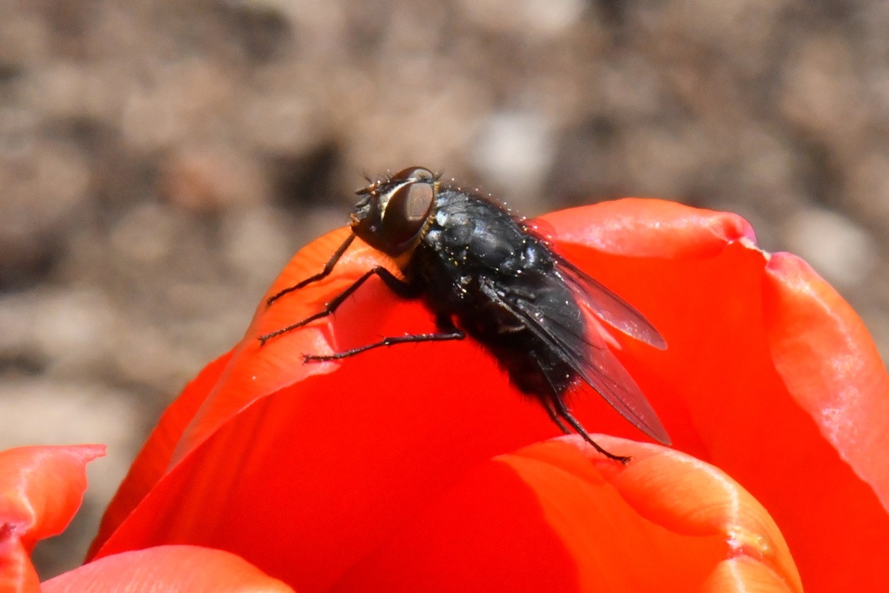 Calliphora vomitoria (Linnaeus, 1758) - Mouche bleue