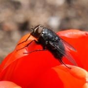 Calliphora vomitoria (Linnaeus, 1758) - Mouche bleue