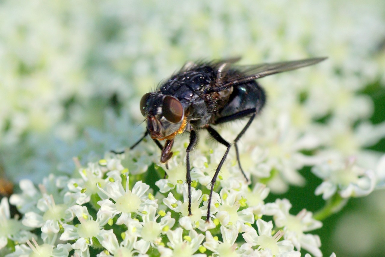 Calliphora vomitoria (Linnaeus, 1758) - Mouche bleue