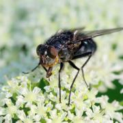 Calliphora vomitoria (Linnaeus, 1758) - Mouche bleue