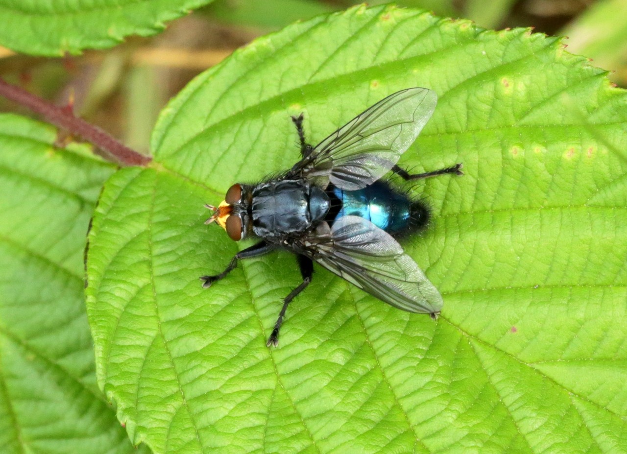 Cynomya mortuorum (Linnaeus, 1760) - Mouche des cadavres