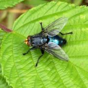 Cynomya mortuorum (Linnaeus, 1760) - Mouche des cadavres