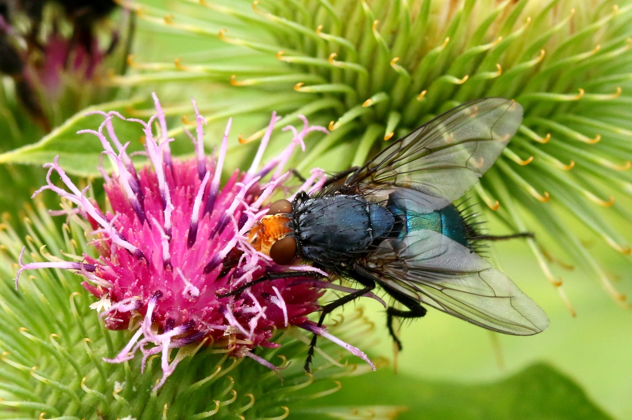 Cynomya mortuorum (Linnaeus, 1760) - Mouche des cadavres