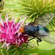 Cynomya mortuorum (Linnaeus, 1760) - Mouche des cadavres