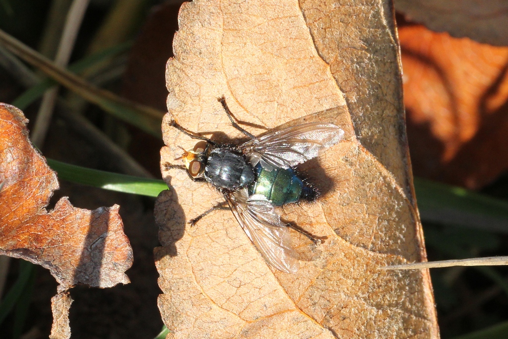 Cynomya mortuorum (Linnaeus, 1760) - Mouche des cadavres