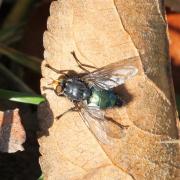 Cynomya mortuorum (Linnaeus, 1760) - Mouche des cadavres