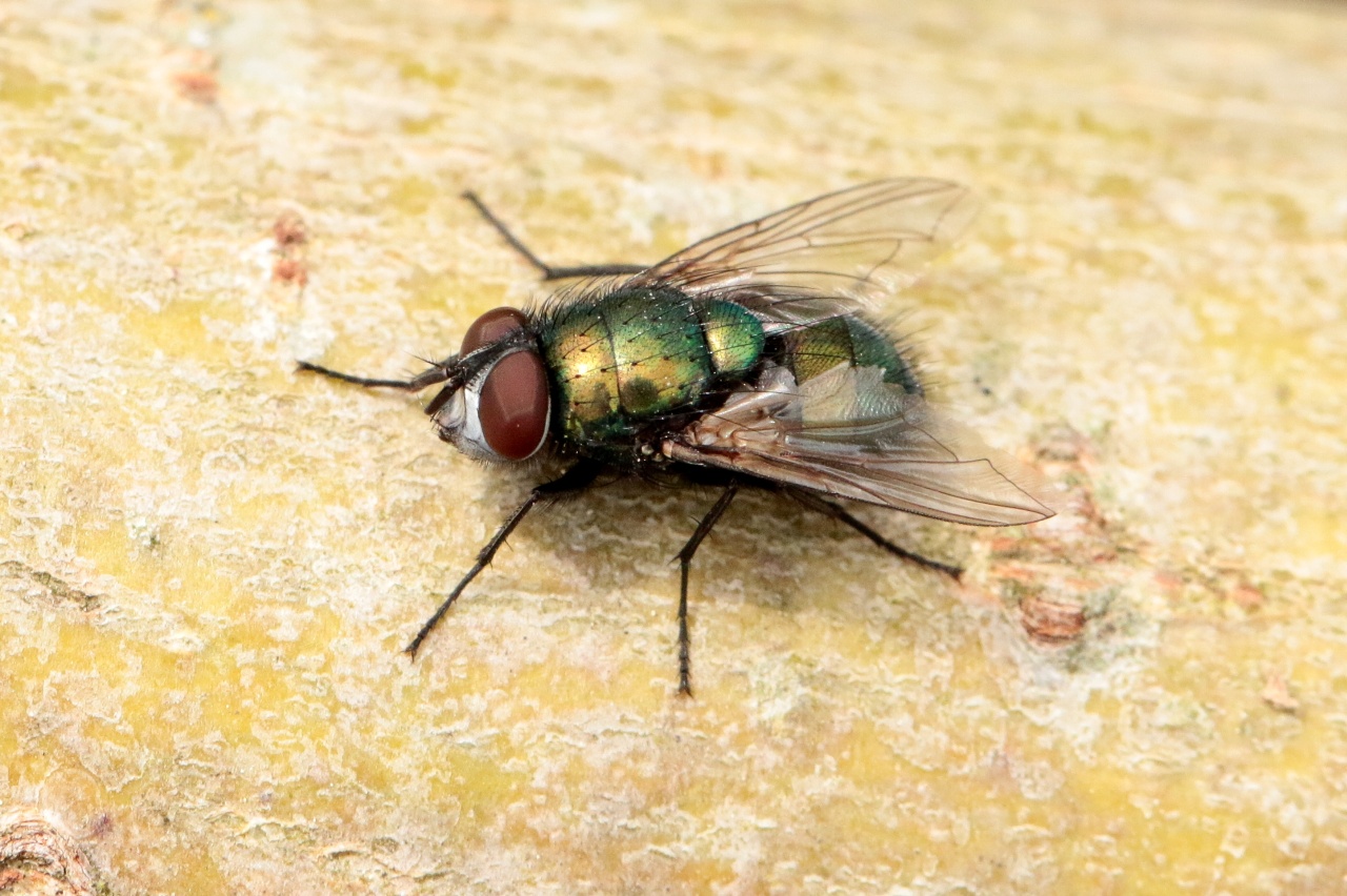 Lucilia sericata (Meigen, 1826) - Lucilie soyeuse