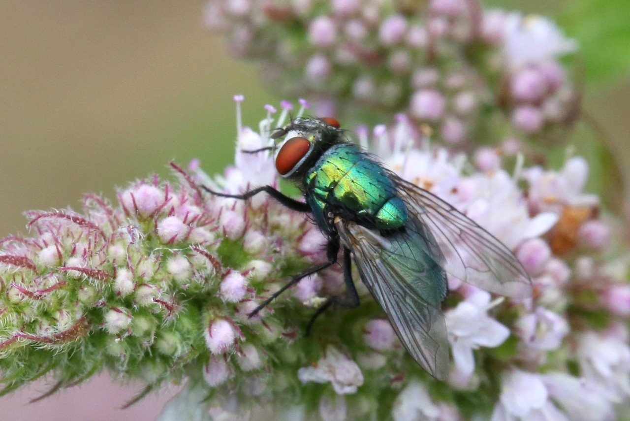 Lucilia sericata (Meigen, 1826) - Lucilie soyeuse (femelle)