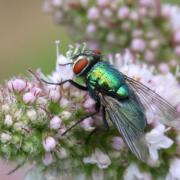 Lucilia sericata (Meigen, 1826) - Lucilie soyeuse (femelle)