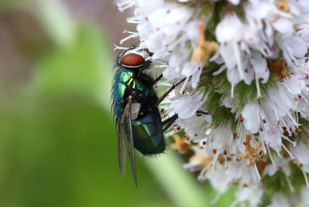 Lucilia sericata (Meigen, 1826) - Lucilie soyeuse (femelle)