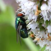 Lucilia sericata (Meigen, 1826) - Lucilie soyeuse (femelle)