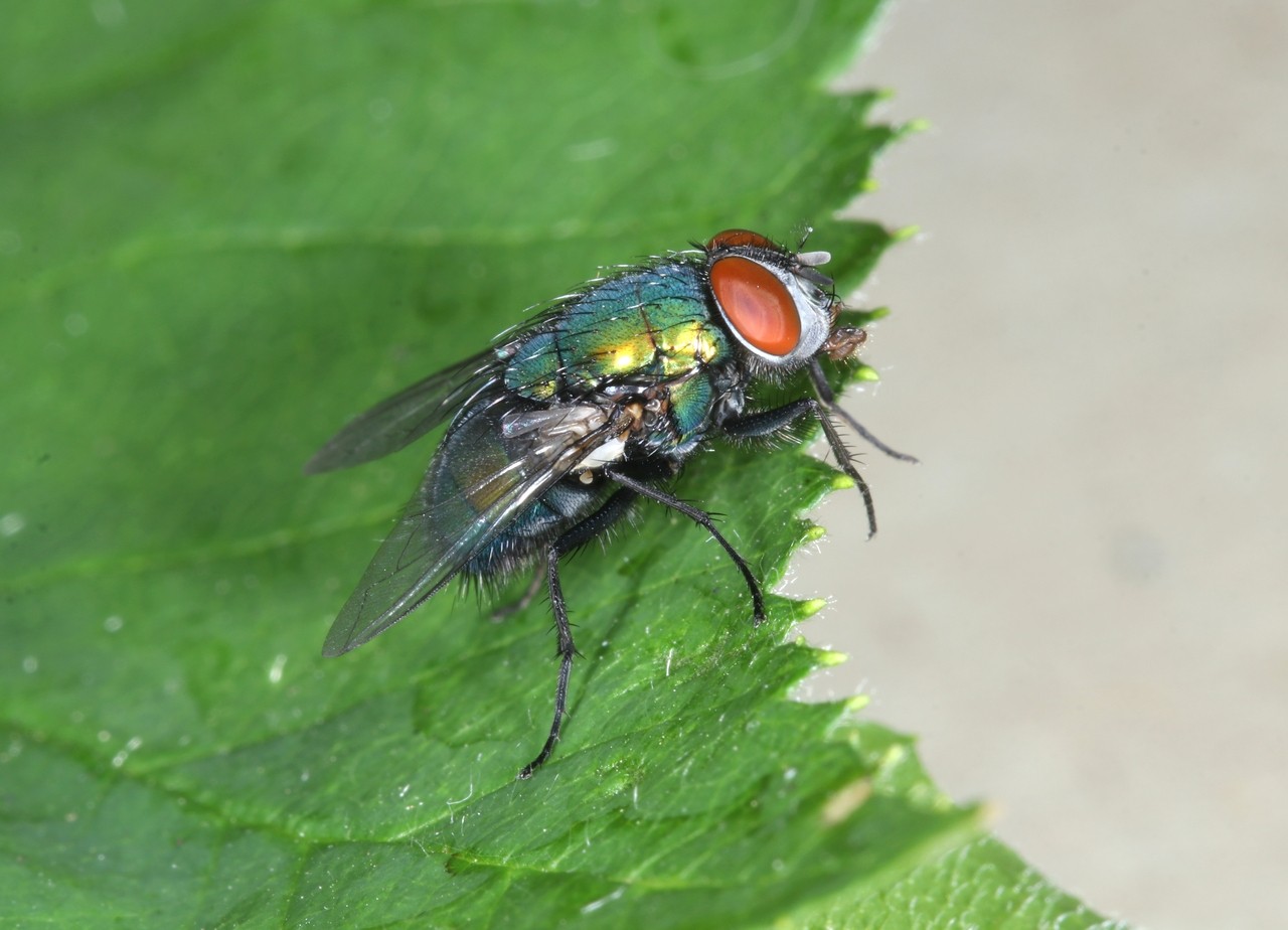 Lucilia sericata (Meigen, 1826) - Lucilie soyeuse (mâle)