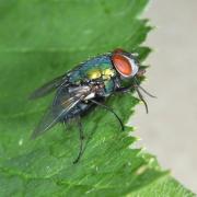 Lucilia sericata (Meigen, 1826) - Lucilie soyeuse (mâle)