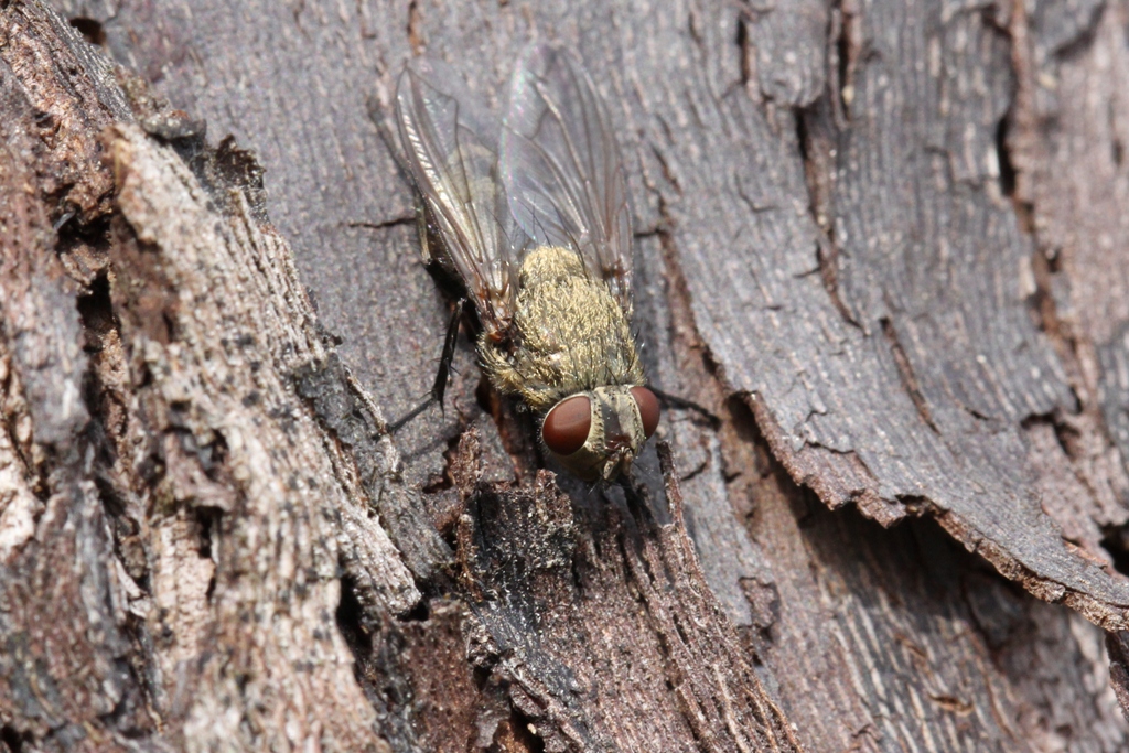 Pollenia rudis (Fabricius, 1794) - Mouche des greniers