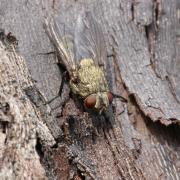 Pollenia rudis (Fabricius, 1794) - Mouche des greniers