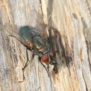 Protocalliphora azurea (Fallén, 1817) (femelle)