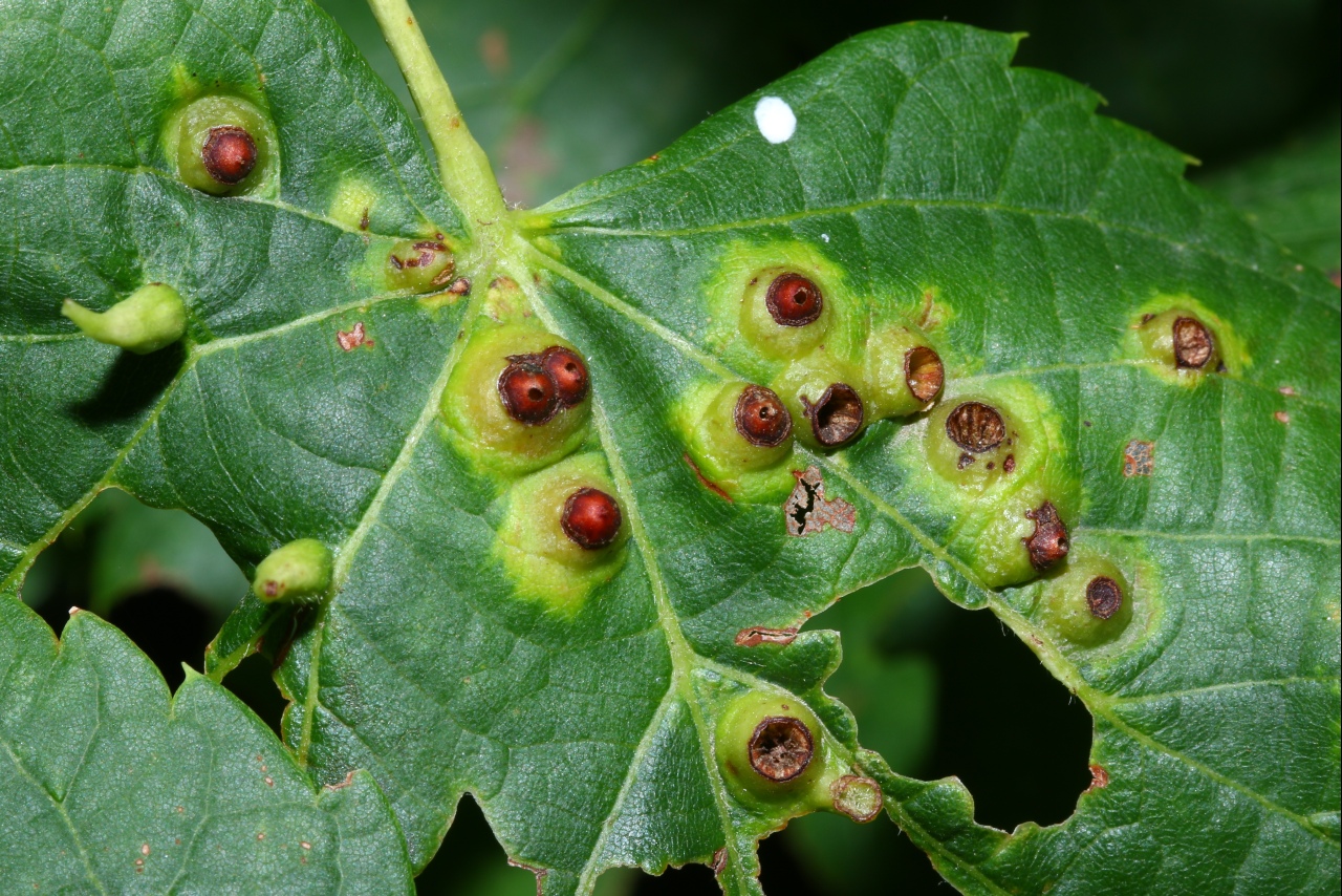 Didymomyia tiliacea (Bremi, 1847) - Galle pustulée du Tilleul