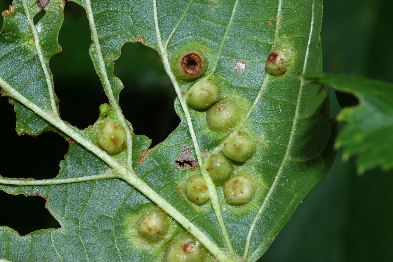 Didymomyia tiliacea (Bremi, 1847) - Galle pustulée du Tilleul