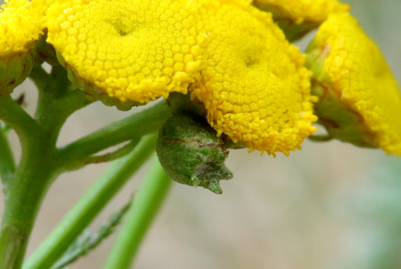 Rhopalomyia tanaceticola (Karsch, 1879) - Galle de la Tanaisie