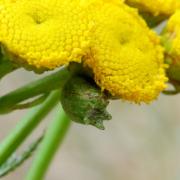 Rhopalomyia tanaceticola (Karsch, 1879) - Galle de la Tanaisie