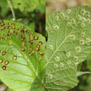 Sackenomyia reaumurii (Bremi, 1847) - Galle de la Viorne lantana