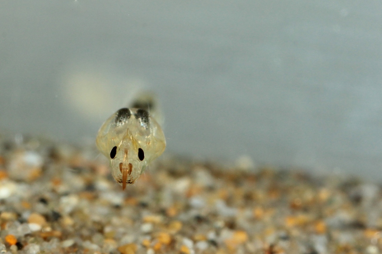 Chaoborus obscuripes (van der Wulp, 1859) - Larve fantôme