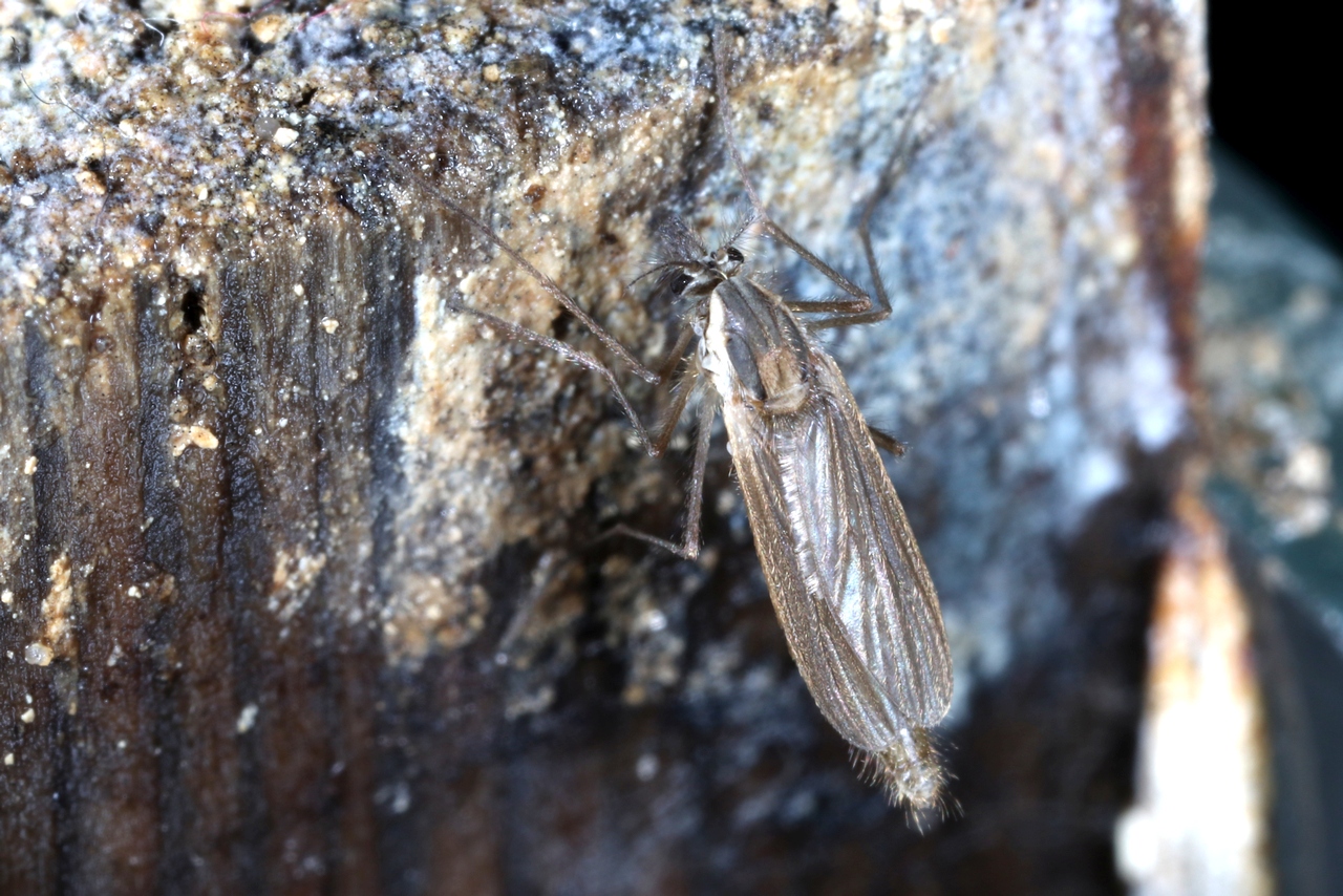 Chaoborus sp (femelle)