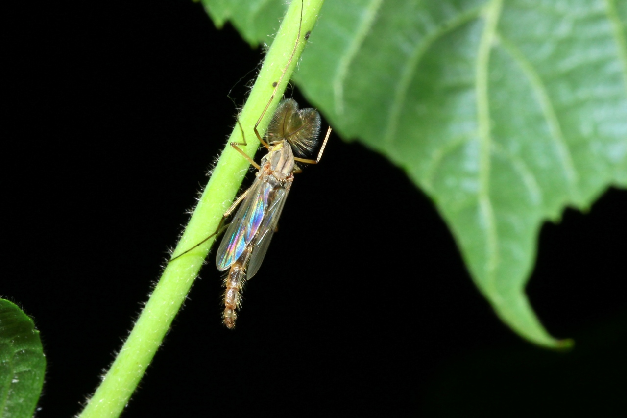 Chironomus sp (mâle)