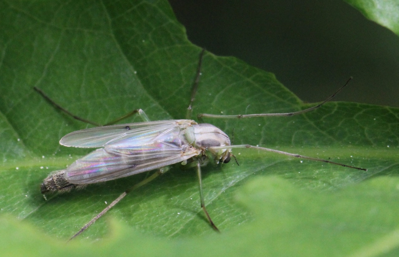 Chironomus tentans Fabricius, 1805 (femelle)