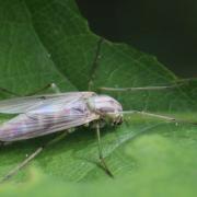 Chironomus tentans Fabricius, 1805 (femelle)