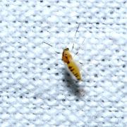 Cricotopus sylvestris (Fabricius, 1794) (femelle)