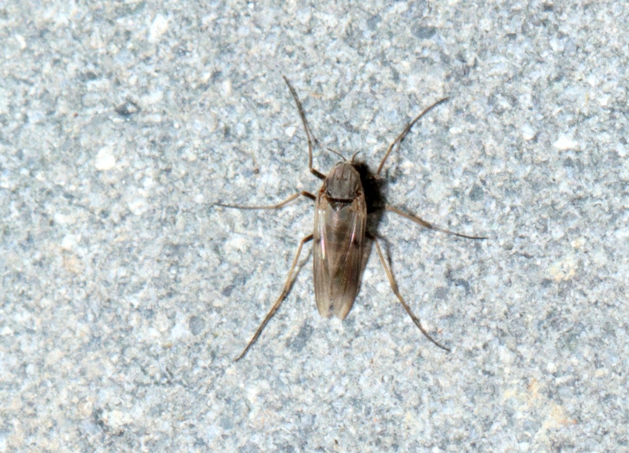 Procladius sp 